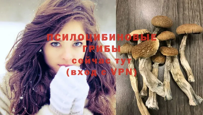 mega ссылка  цена   Бодайбо  shop какой сайт  Галлюциногенные грибы Psilocybe 